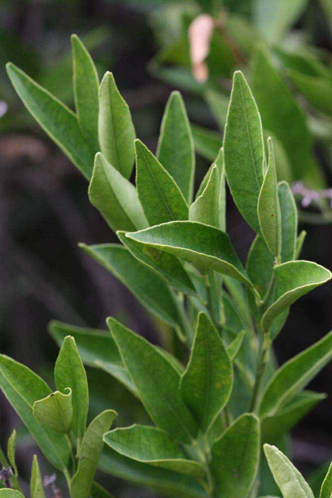              Sun leaves (Riverside, CA)       